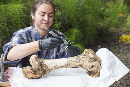 anthropology student measuring a large bone